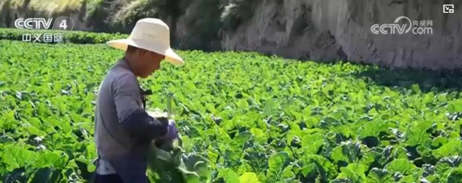 蔬菜价格明显回落 多措并举拎稳“菜篮子”