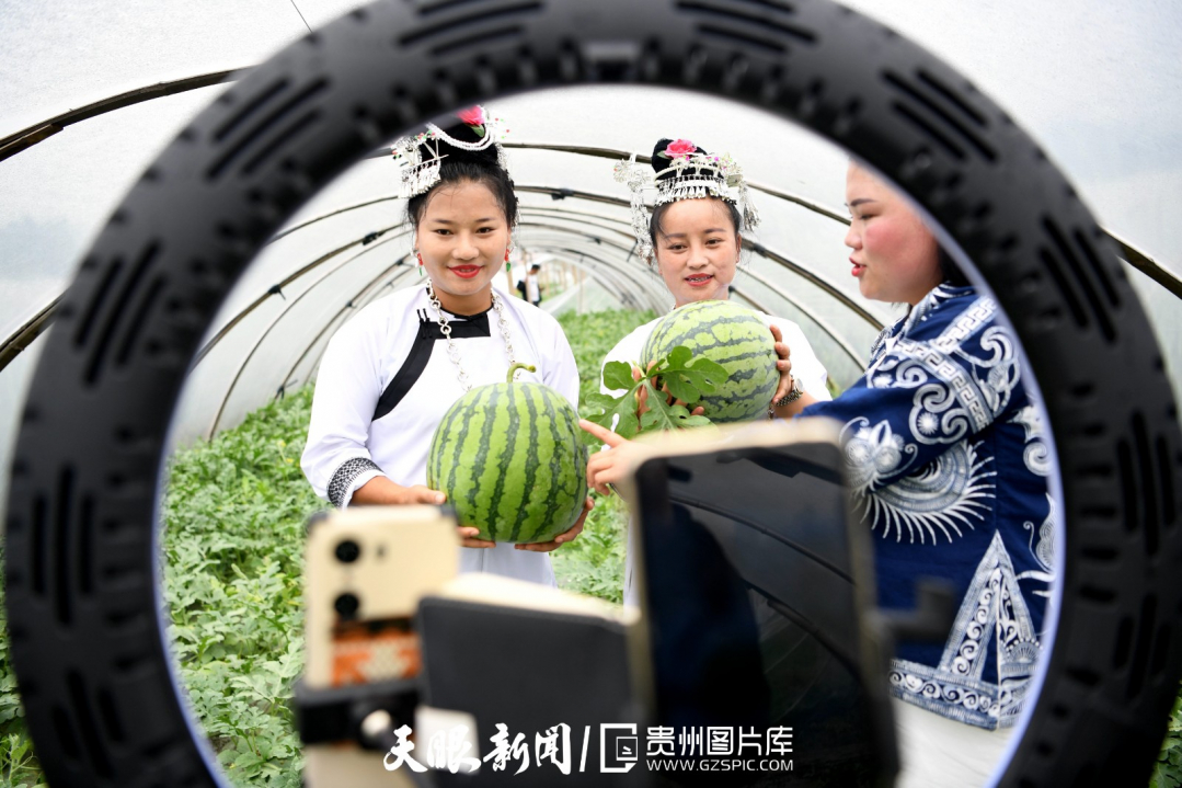在黔东南州榕江县忠诚镇西瓜种植基地大棚里，少数民族主播正在直播销售“榕江西瓜”。王炳真 摄.jpg