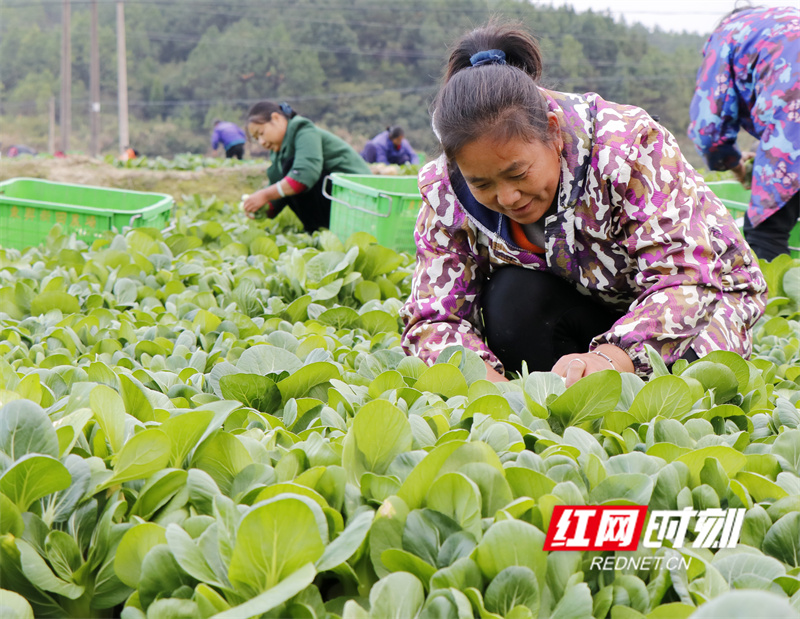 东升农场富硒蔬菜。钟伟锋 摄.jpg