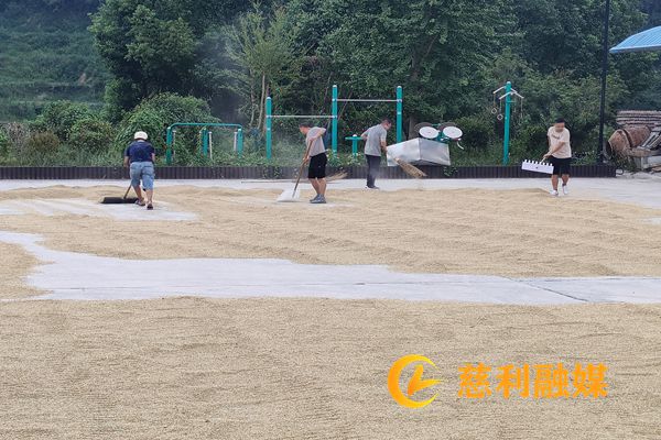 雨前抢收粮食，青叶_副本.jpg