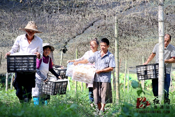 溪口镇：竹荪迎丰收 农户增收旺 (9).jpg