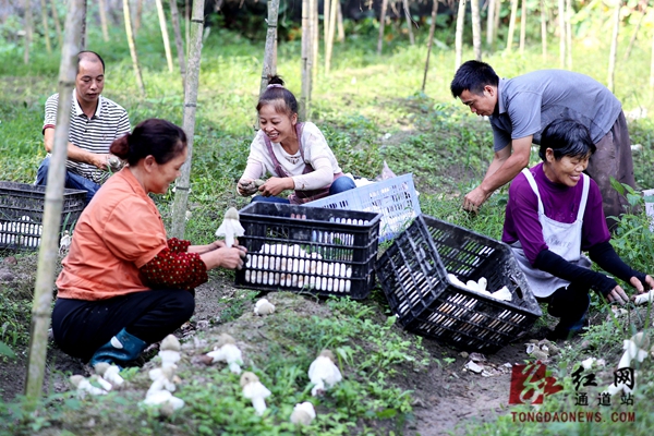 溪口镇：竹荪迎丰收 农户增收旺 (10).jpg