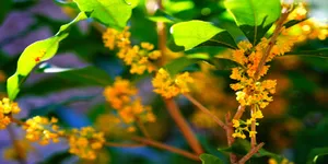 颐和园桂花开了