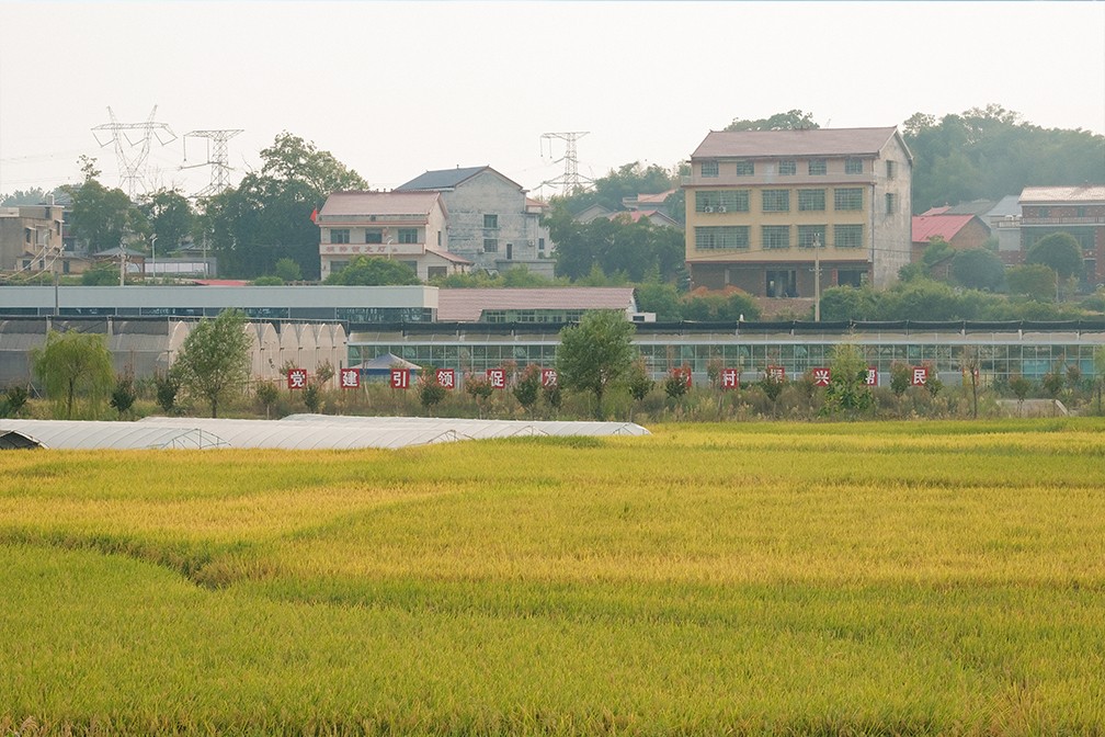 田野.jpg