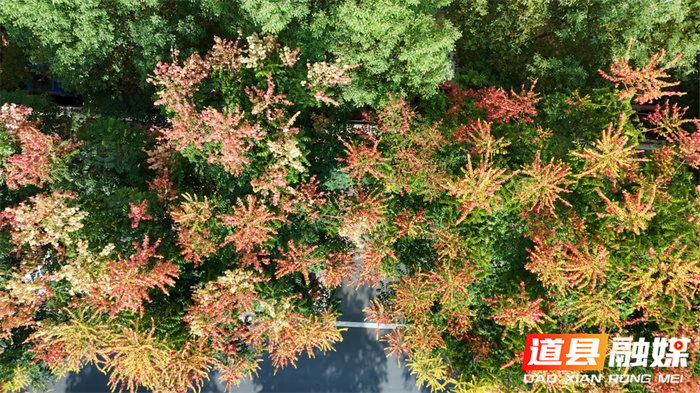 道县：栾树花开满目秋3_副本.jpg