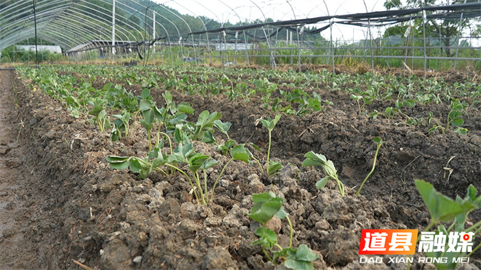 道县：秋后草莓种植忙 十一月中旬可尝鲜3_副本.jpg