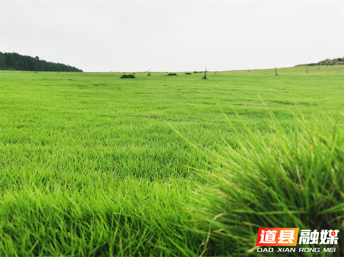 道县祥霖铺镇：碧草连天“大草原”迎客来（组图）2_副本.png