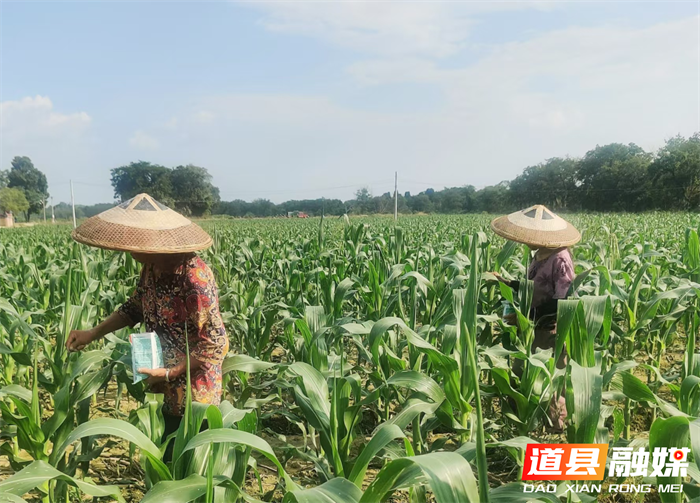 道县梅花镇：田间管理忙 秋粮丰收有保障3_副本.png
