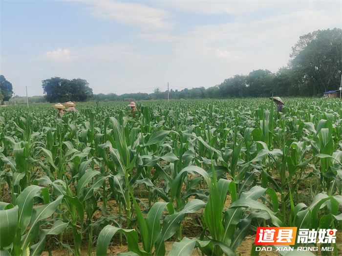 道县梅花镇：田间管理忙 秋粮丰收有保障1_副本.png