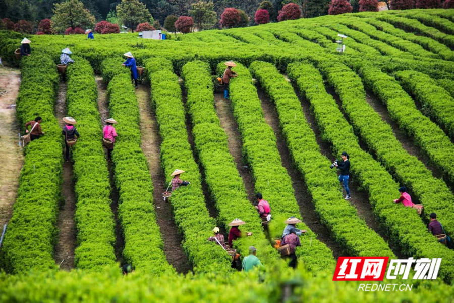 藍山縣百疊嶺茶園_副本.jpg