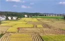 冷水灘：沃野好“豐”光