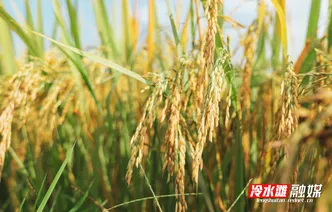 永州冷水灘：金秋田野好“豐”光