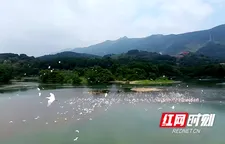白露時節白鷺歸 千只白鷺“下秋水”