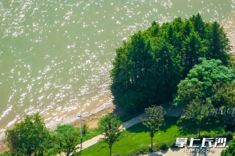 洒满阳光的湘江，和岸边的杉树相互辉映，犹如皇冠上挂满了璀璨的珍珠。均为长沙晚报全媒体记者 刘晓敏 摄