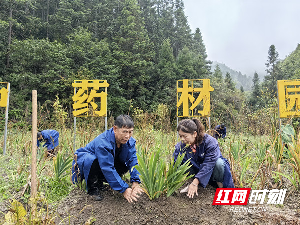 李永凤（右）和父亲一起管护药材  王冬媛摄影 (15)_副本.jpg