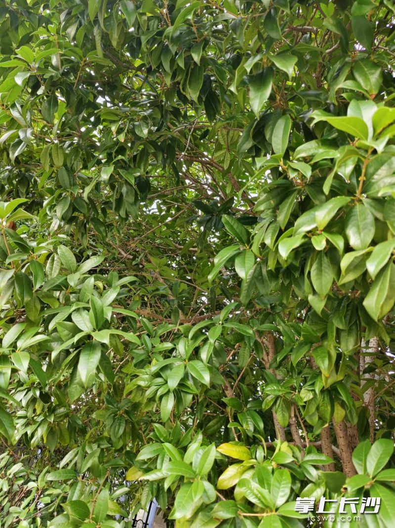 桂花树上没有开花的迹象，树上只有叶子，不见花苞。长沙晚报全媒体记者 何乐 摄