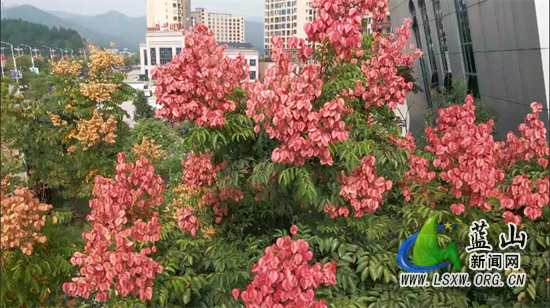 蓝山：栾树花开秋色浓