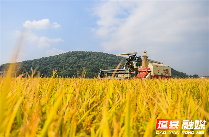 道县：晚稻收割忙9_副本.jpg