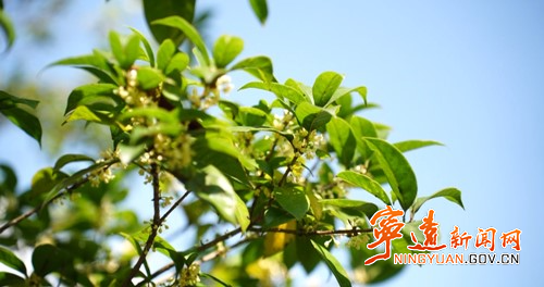 宁远:金秋十月桂花开 满城飘香秋意浓_副本500.jpg 宁远:金秋十月桂花开 满城飘香秋意浓_副本500.jpg