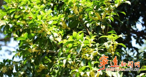 宁远:金秋十月桂花开 满城飘香秋意浓2_副本500.jpg 宁远:金秋十月桂花开 满城飘香秋意浓2_副本500.jpg