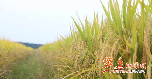 宁远:十里稻香“丰”景美4_副本500.jpg 宁远:十里稻香“丰”景美4_副本500.jpg