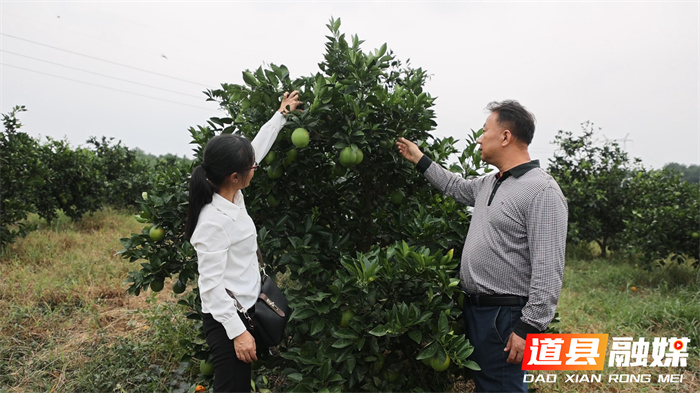 道县：无人机植保 为脐橙管护“添翼”3_副本.jpg