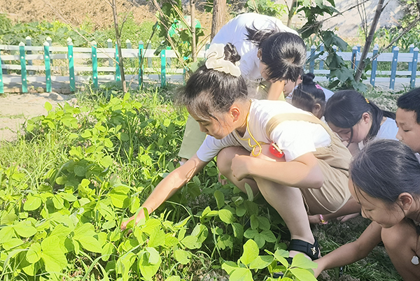 银瓷2劳动基地除草.jpg