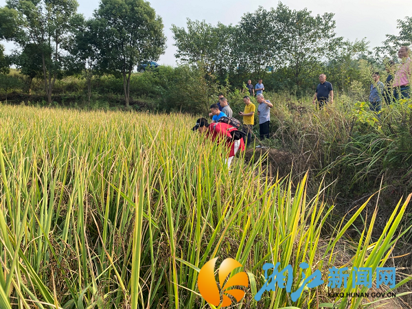 风吹稻浪秋收忙，紫米基地好“丰”景！_副本.png