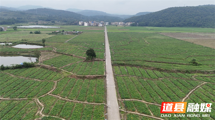 道县：香芋南瓜喜丰收 “循环播种”再生“金”1_副本.jpg