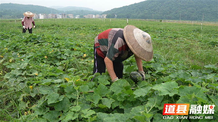 道县：香芋南瓜喜丰收 “循环播种”再生“金”2_副本.jpg