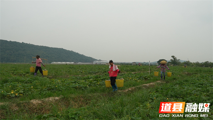 道县：香芋南瓜喜丰收 “循环播种”再生“金”3_副本.jpg