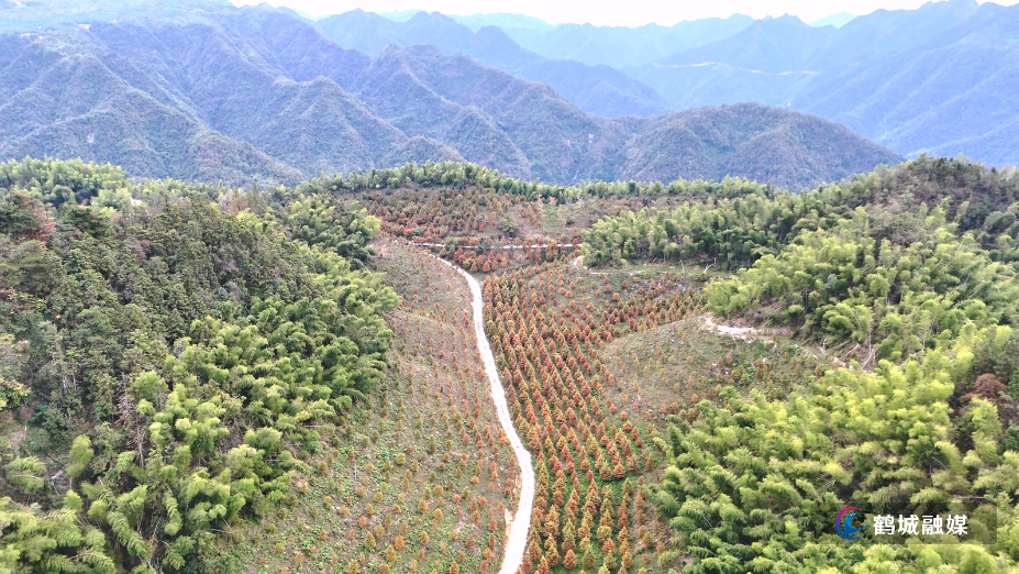 怀化市鹤城区：初秋高山水杉林   五彩斑斓美不胜收（4K）.mp4_20241012_161640.576.jpg
