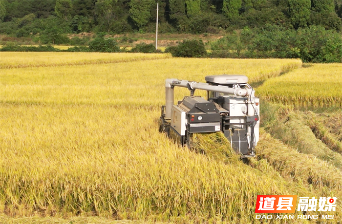 道县梅花镇：万亩优质晚稻开镰归仓4_副本.png