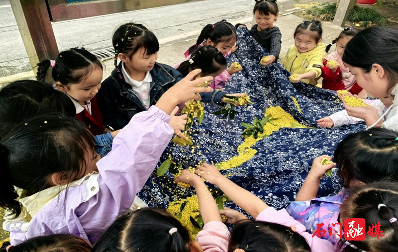 石门县皂市镇中心幼儿园秋日趣味探索:遇见珍“桂”,留下珍贵1.jpg 石门县皂市镇中心幼儿园秋日趣味探索:遇见珍“桂”,留下珍贵1.jpg