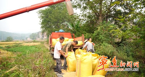 宁远：晚稻飘香喜丰收  机械化收割助农忙3_副本500.jpg