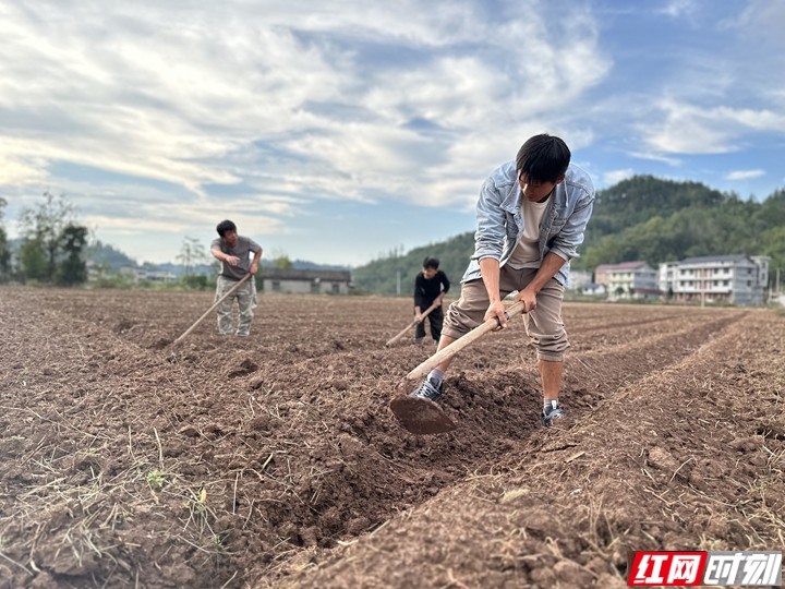 油菜耕種帶水印.jpg