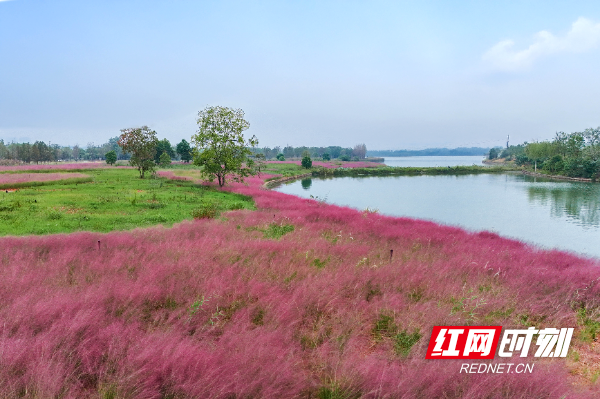 秋日松雅湖，粉黛编织浪漫梦