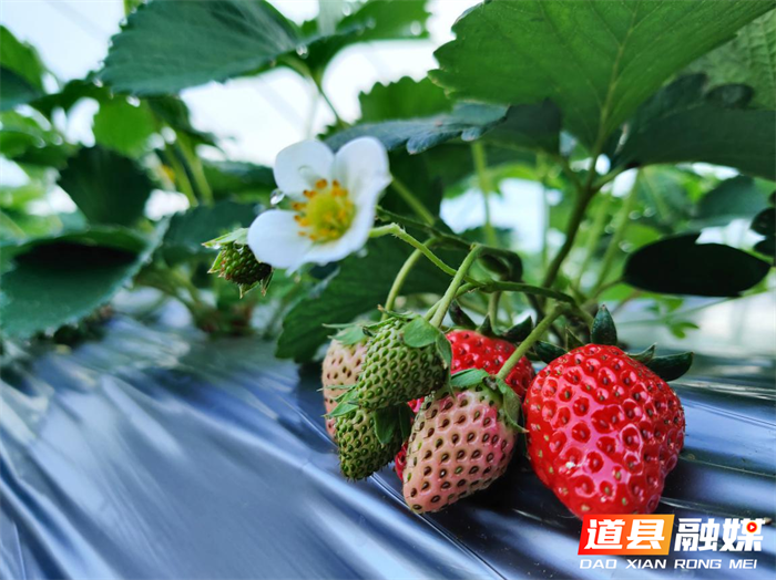 道县梅花镇：推动产业提质增效 为乡村振兴夯实基础4_副本.png