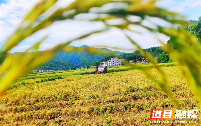 道县梅花镇：推动产业提质增效 为乡村振兴夯实基础5_副本.png