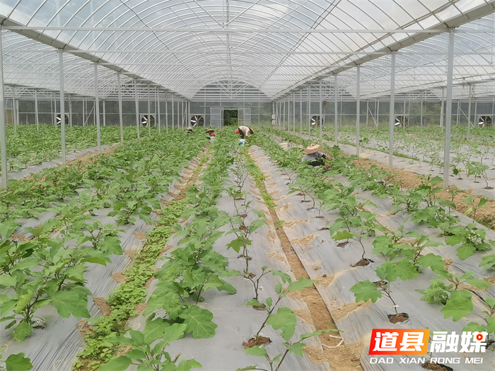 道县东门街道：大棚蔬菜管护忙 助农增收有保障1_副本.png