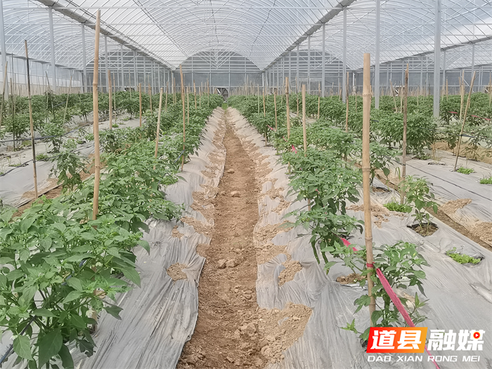 道县东门街道：大棚蔬菜管护忙 助农增收有保障2_副本.png