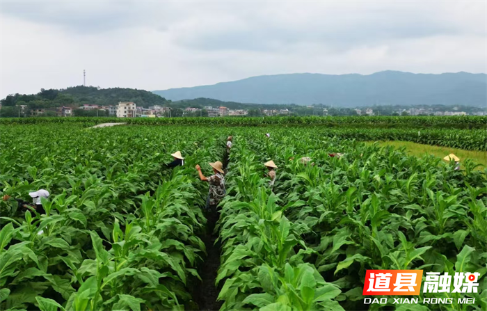 道县梅花镇：推动产业提质增效 为乡村振兴夯实基础1_副本.png