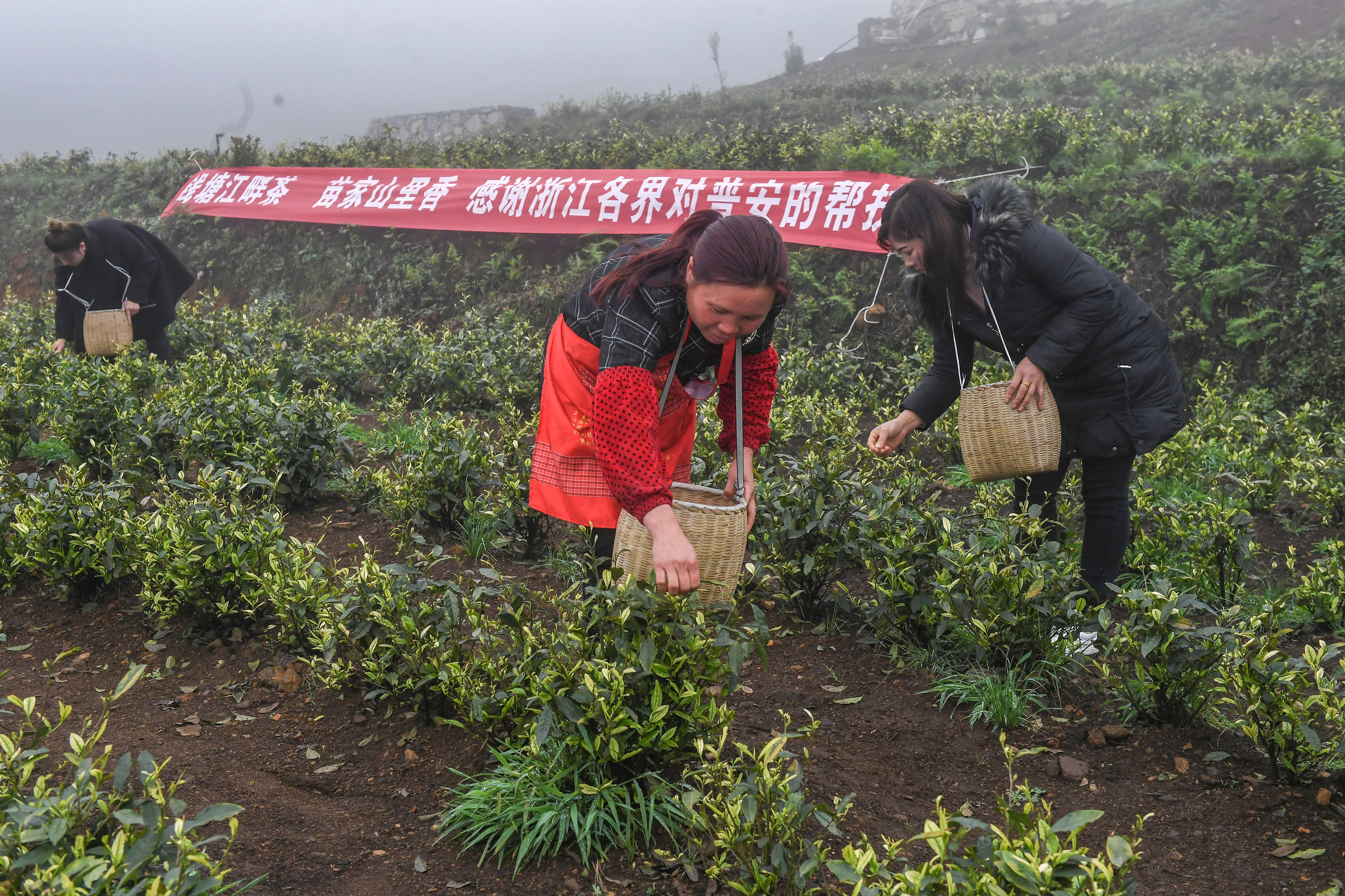 2021年4月14日，工人在貴州省黔西南州普安縣地瓜鎮(zhèn)屯上村“白葉一號”感恩茶園采茶。這片茶園由浙江省安吉縣捐贈。