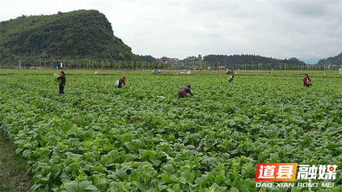 道县：首批秋冬播蔬菜开始采收上市4_副本.jpg