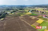 冷水灘：“農閑田”變“增收田” “稻蔬”輪作促增收