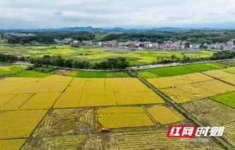 湖南道县：阴雨间歇 晚稻抢收忙（组图）