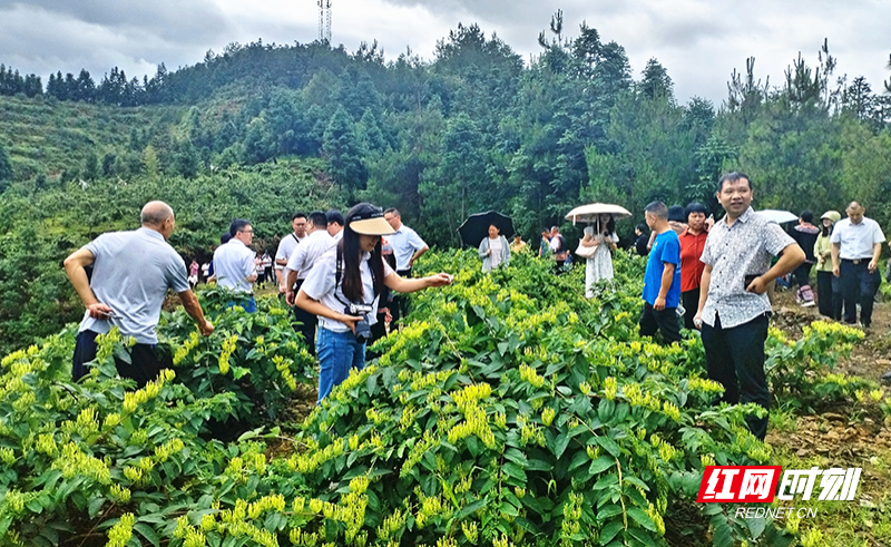 文明瑶族乡金银花种植基地。800（邓生祥 摄） copy.png