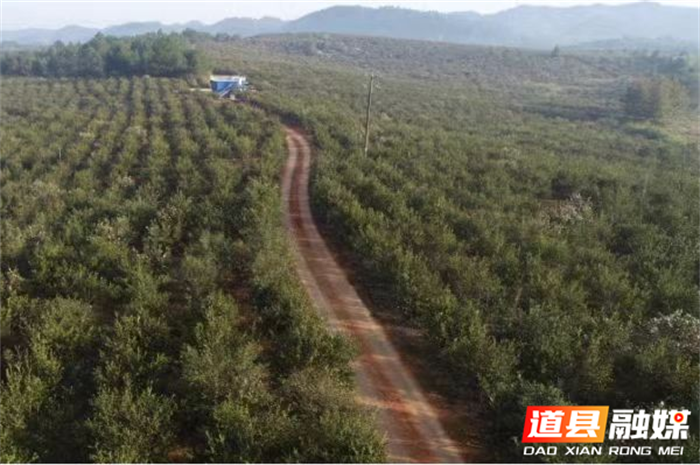 道县白马渡镇：油茶飘香迎丰收 产业振兴绘新篇1_副本.png