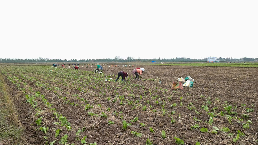 华容：合作社农民移栽芥菜忙