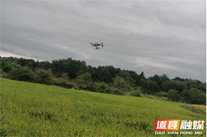 无人机助力道县秋冬绿肥播种1_副本.png
